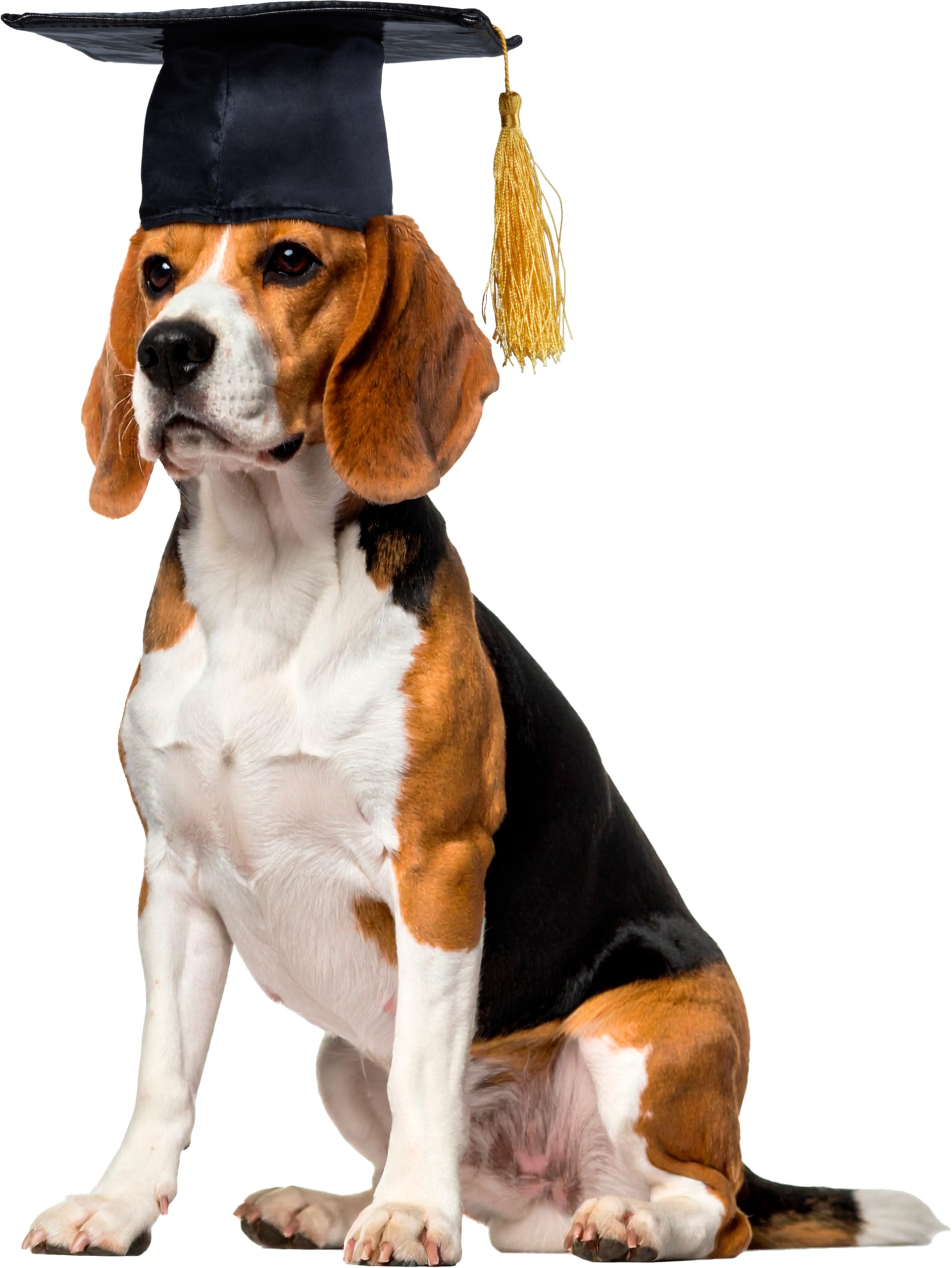Chapeau de remise de diplôme pour chien Rubies chapeau noir animaux de compagnie taille M L