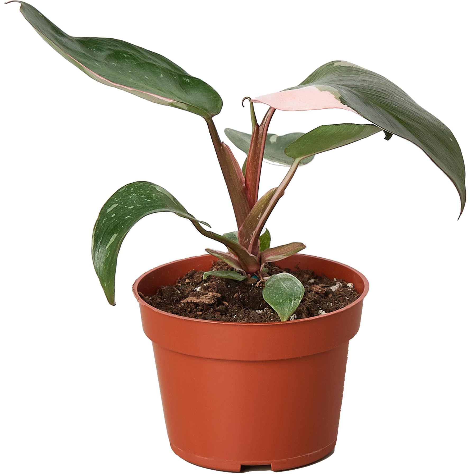 Thirsty Leaves Pink Princess Philodendron