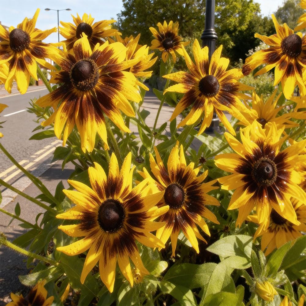 Rudbeckia Goldstrum Seeds – RHS Award of Garden Merit – Rewarding & Tolerant, Ideal for Borders – RHS Plants for Pollinators – Hardy Perennial – for Your Beautiful Garden
