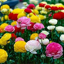 Outdoor Perennial Flower Bulbs - Collection of 50 Ranunculus Bulbs - 5 Colours - Perennials - Plants and Flowers Exclusive from Holland - for Garden and Pot (not seeds, not artificial)
