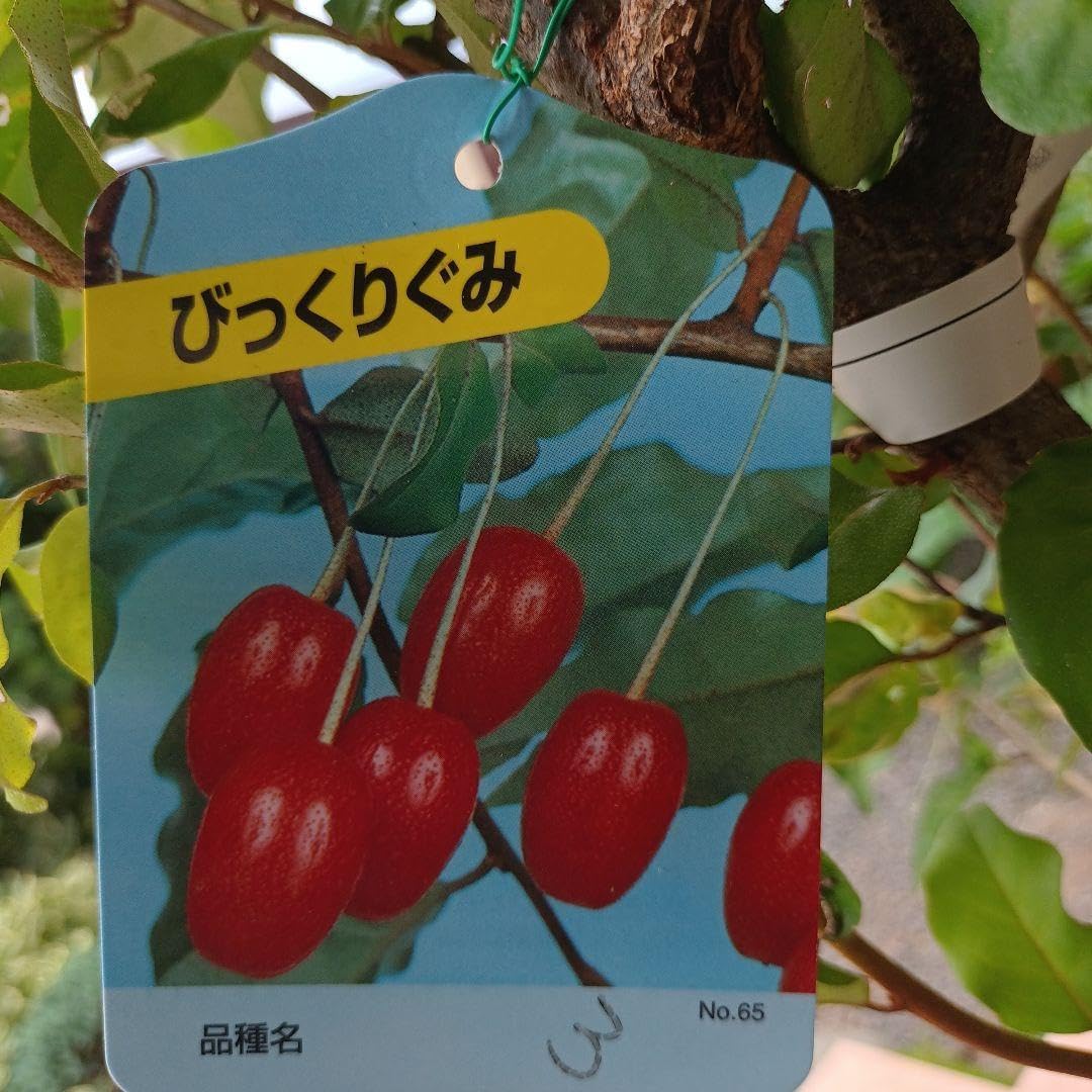びっくりぐみ苗木Big サイズ剪定しました 中!!!
