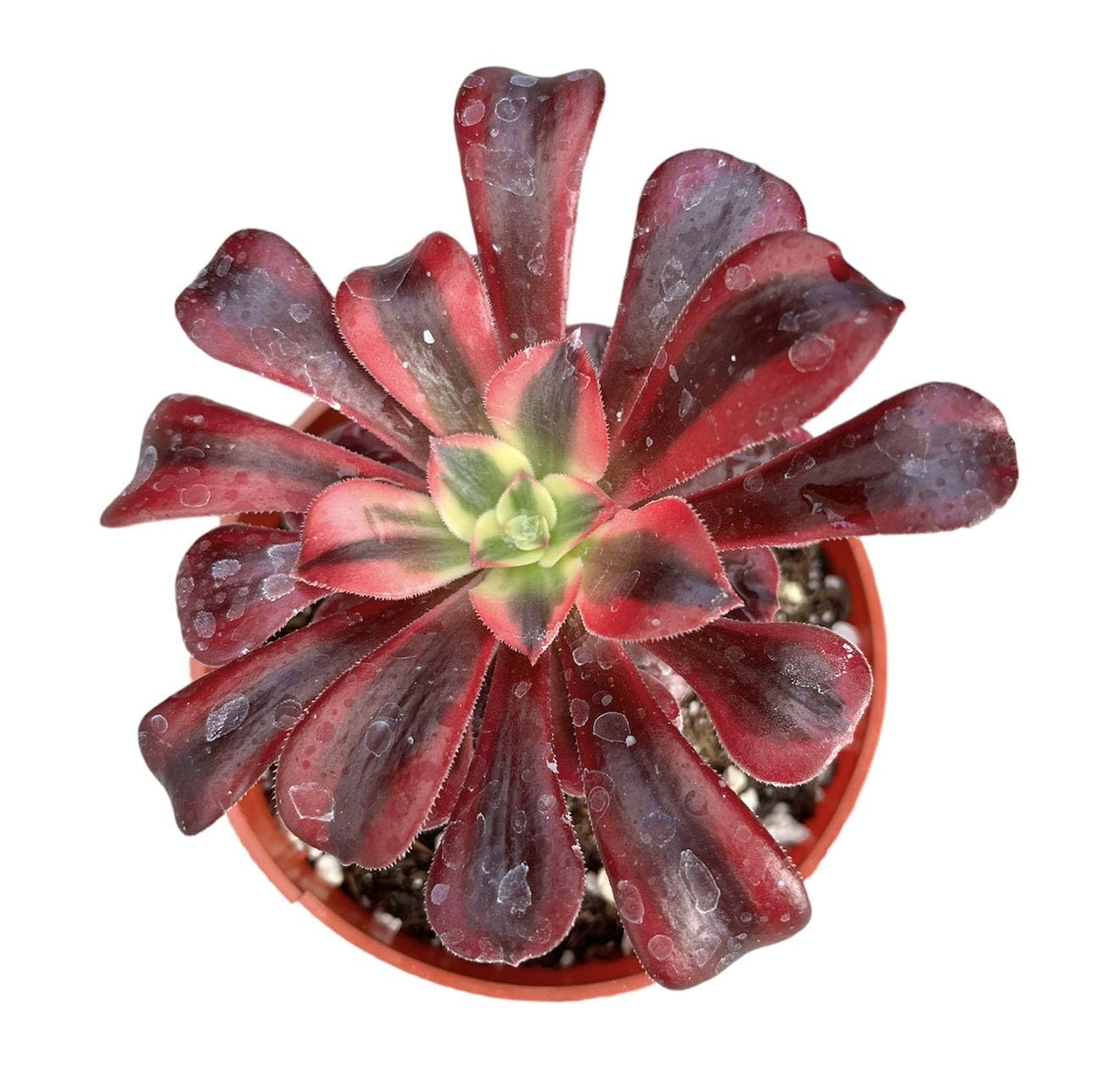 Rare Live Succulent Aeonium Medusa