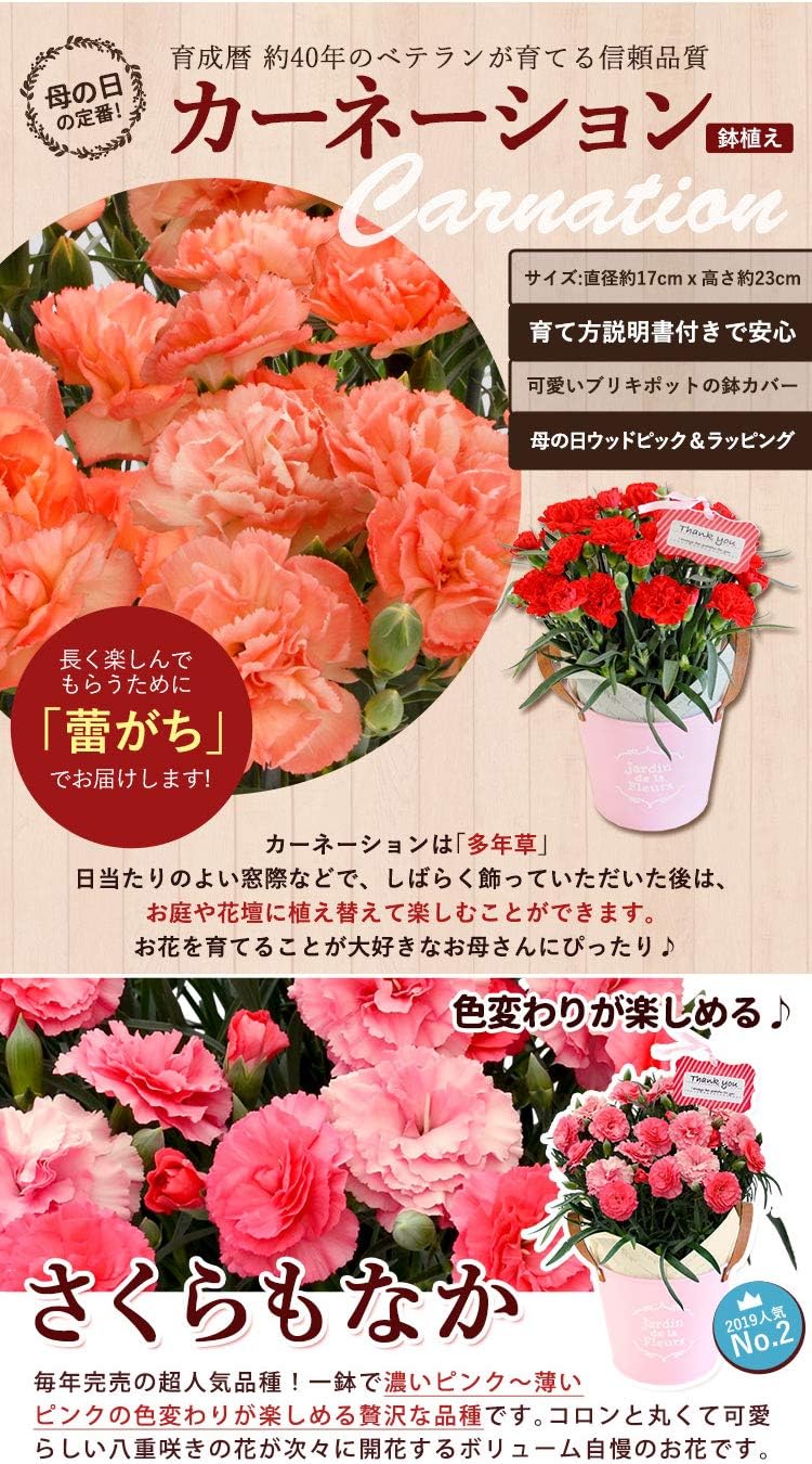 Amazon 花由 母の日 ギフト カーネーション 鉢植え さくらもなか と 洋菓子詰め合わせ セット フラワーマーケット花由 ケーキ 洋菓子 通販 Amazon 花由 母の日 ギフト カーネーション 鉢植え さくらもなか と 洋菓子詰め合わせ セット フラワーマーケット花由 ケーキ 洋菓子 通販