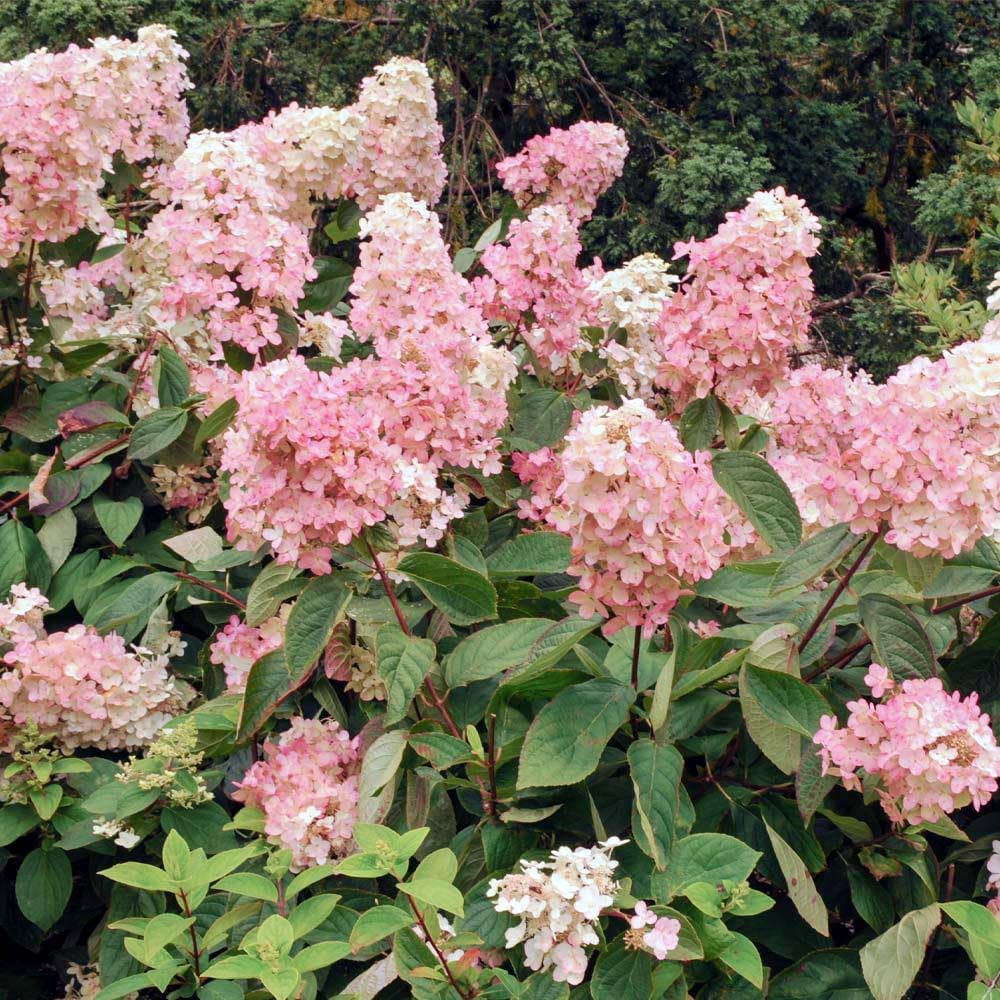 Brighter Blooms - Vanilla Strawberry Hydrangea Shrub, 2 Gallon - Live Flowering Plant - No Shipping to AZ