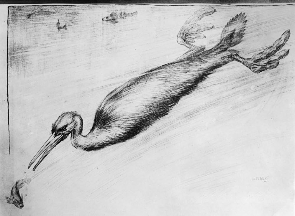 Amazon|先史 ヘスペロニス 絶滅のヘスペロニス 水生鳥 白亜紀後期 C1901 ポスタープリント (18 x 24)|インテリア オンライン通販