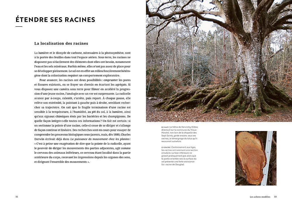 Face aux arbres: Apprendre à les observer pour les comprendre