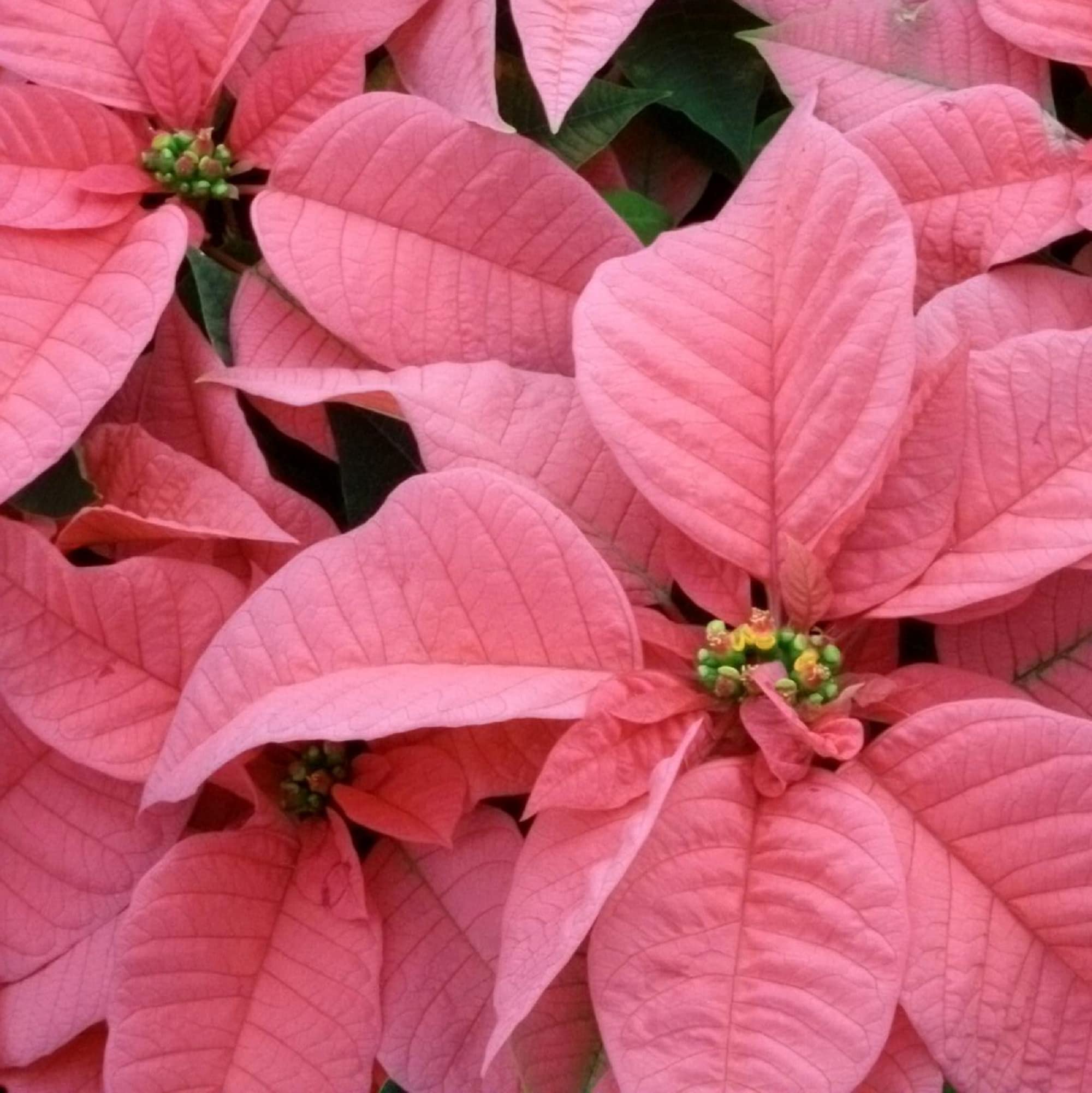 CHUXAY GARDENPeach Pink Euphorbia Pulcherrima,Poinsettia Flower Seed 100 Seeds Spectacular Display Ornamental Evergreen Plant Great Desktop Bonsai