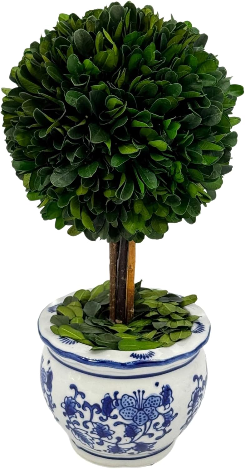 Galt International Naturally Preserved Boxwood Ball Topiary Tree in Round Hand Painted Blue & White Ceramic Pot Planter - European Rococo Home Decor Classic Chinoiserie Small 11" Tall Topiary