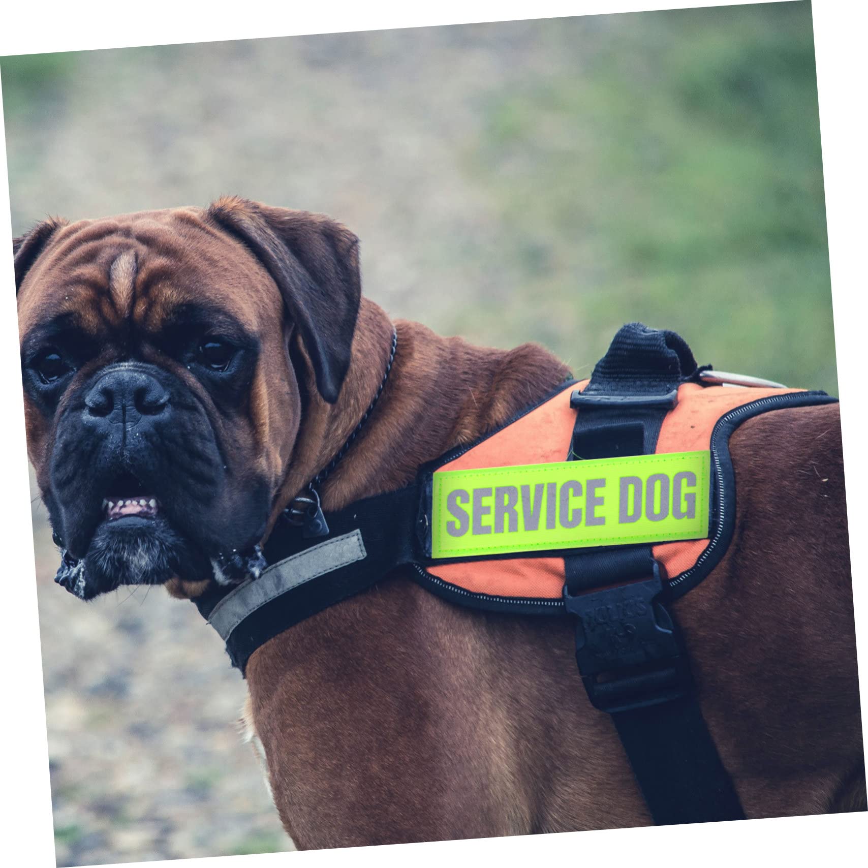 BESPORTBLE 16pezzi Pettorina Riflettente Per Cani Con Patches Adesivi Decorazioni Per Imbracature Per Cani Di Servizio Accessori Pratici e Sicuri Per Passeggiate Notturne