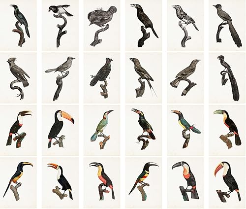 Miniatura 2 de Calcomanías grandes, 24 piezas (2.5 x 3.5 pulgadas cada una) hermosas pinturas de Tucans y otros pájaros, postales vintage, póster de ilustración de
