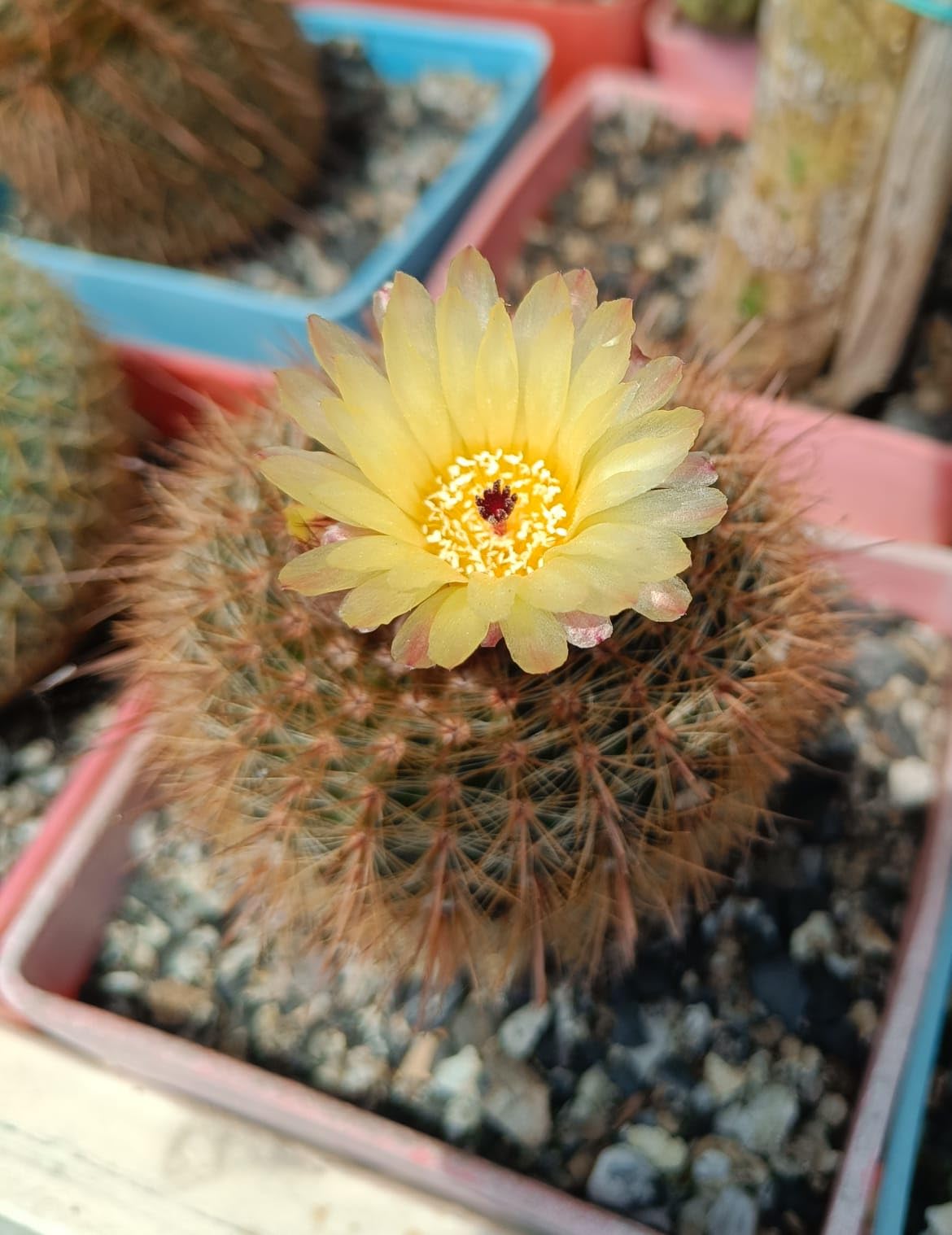 PASSION GARDEN PARODIA SCHLOSSERI (LIVE CACTUS PLANT) (B0CDPJVY58) Amazon Price History, Amazon Price Tracker