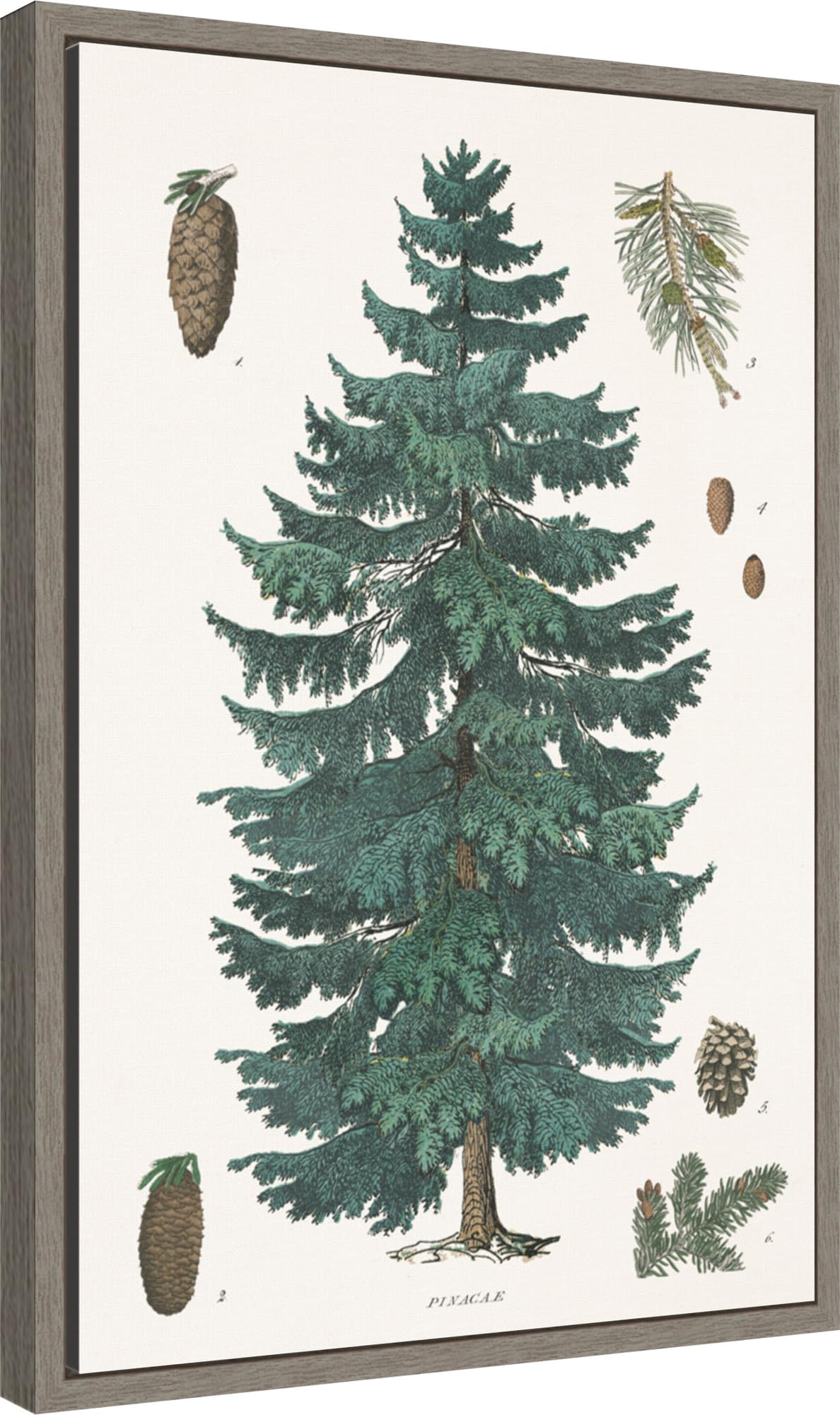 Amanti Art Framed Canvas Wall Art 23x16 Evergreen Botanical Chart by Wild Apple Portfolio, Framed Wall Art Canvas, Nature Artwork, Country Rustic Decor, Medium Poster Painting for Living Room,