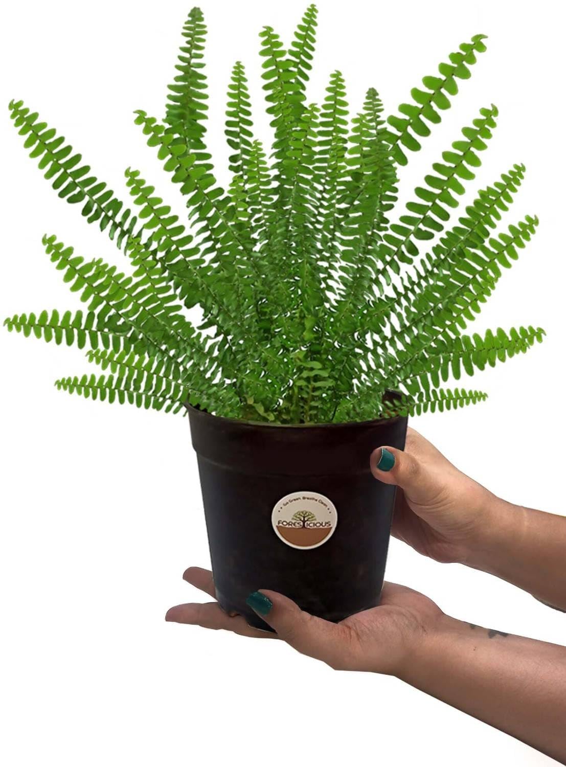 Boston Fern Plant in Black Plastic Pot Air Purifying Indoor Houseplant Low Maintenance Vastu Decorative-image-31
