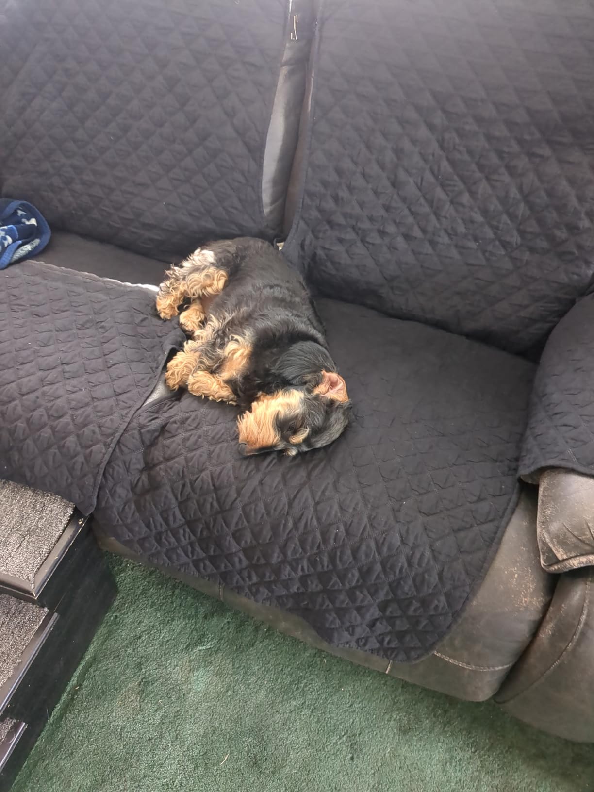 ¡La cámara favorita de mis perros!