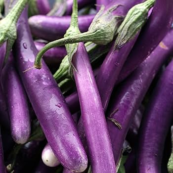 water eggplant Hybrid Eggplant Seeds Manufacturers - Hybrid Eggplant Seeds