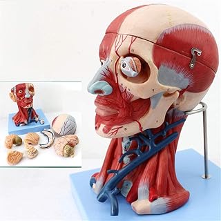 Study Model Educational Model Human Head Anatomical Model/Brain Model Anatomy/Neck Muscle Anatomy Nerve Blood Vessel (9 Parts) - Medical Educational Training Aid SaiFei