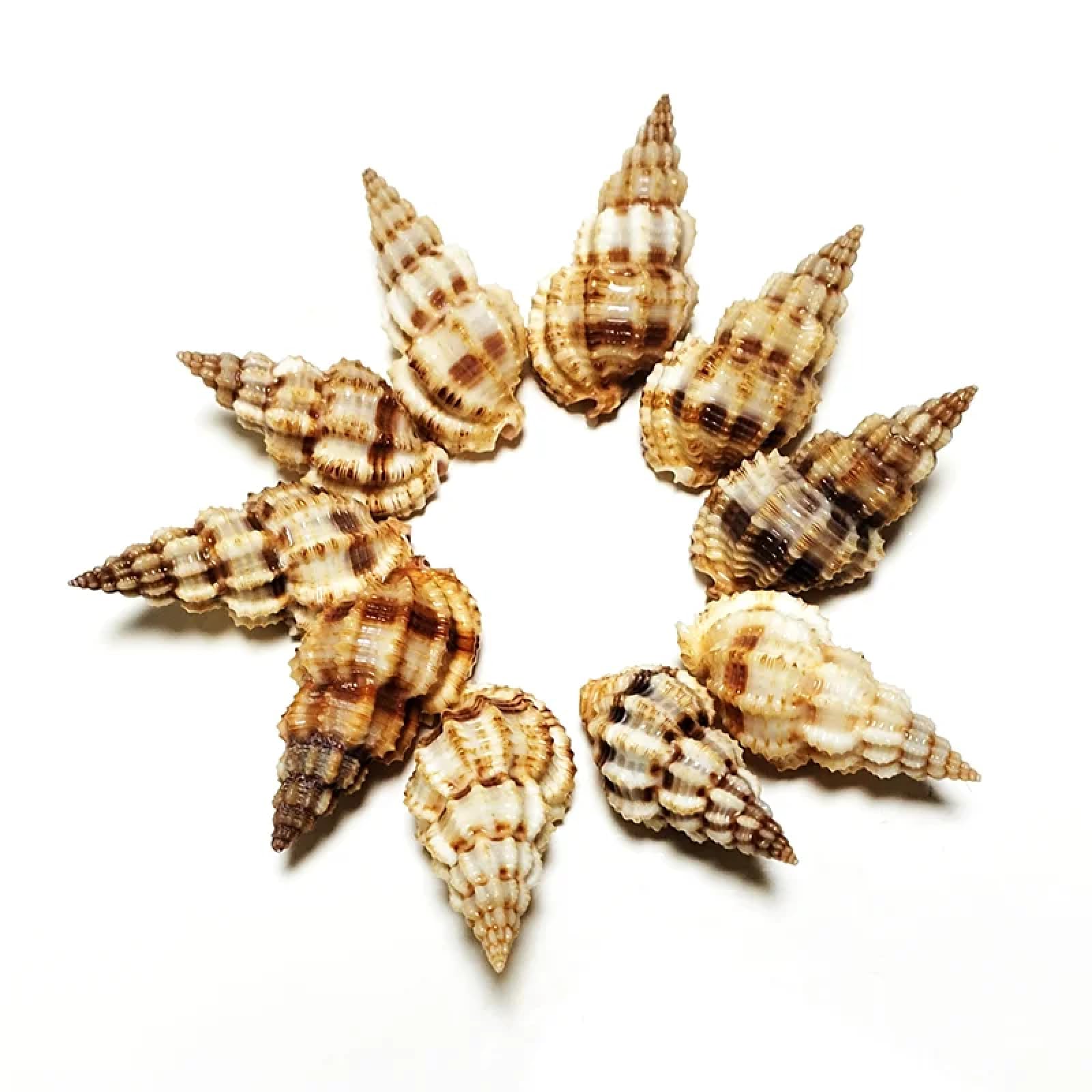 Conchiglie per decorazione, 10 pezzi, 3 cm-5 cm, forma affusolata, turritella, conchiglie, conchiglie per collezionisti, decorazioni per matrimoni, feste a tema spiaggia, artigianato