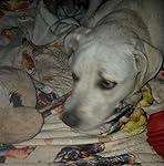 Review Image by Kimmi Bear Kimmi Bear