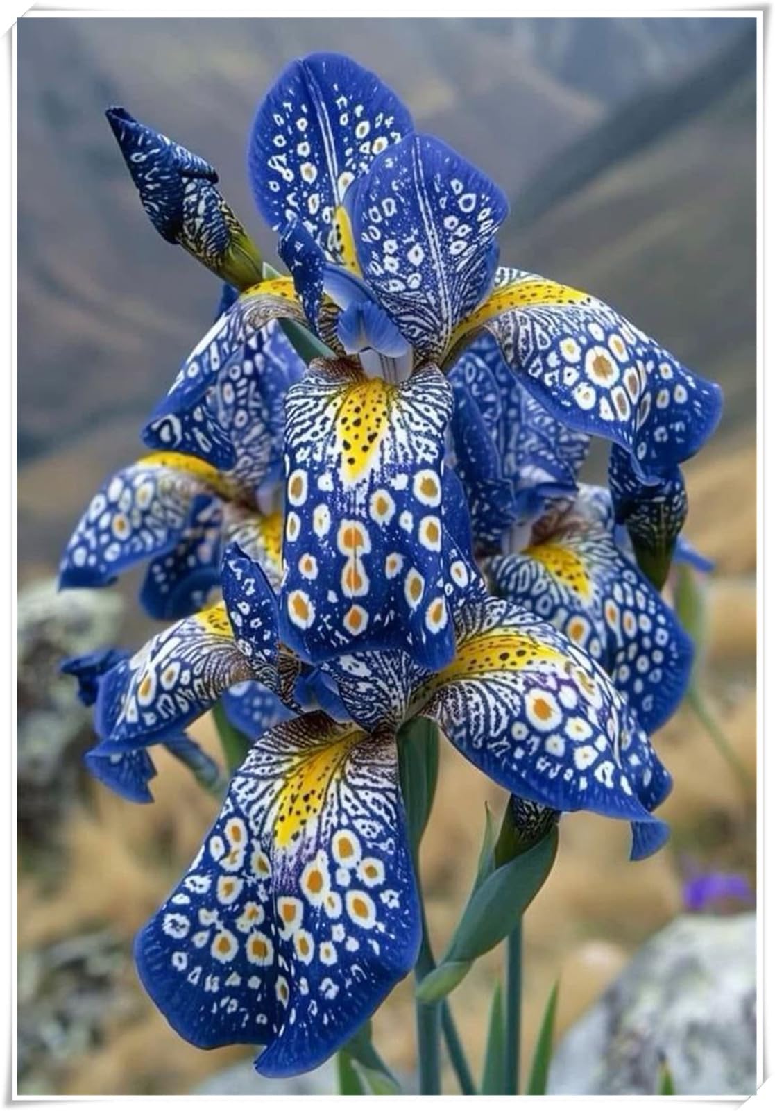 Iris Bulbs for Planting, Excellent Display, Bearded Iris Bulbs,Wedding Flowers, Natural Organic, Cut Flowers, Good for Containers-4 Bulbs-b