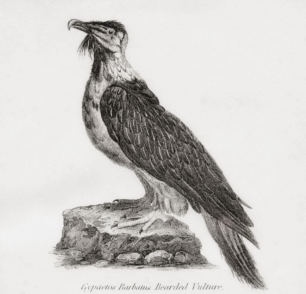 Brodaty sęp aka lammergeier (lub lammergeyer) i ossifrage. Z The National Encyclopaedia: A Dictionary of Universal Knowledge opublikowany ok. 1890 plakat wydruk Kena Welsha (14 x 14)