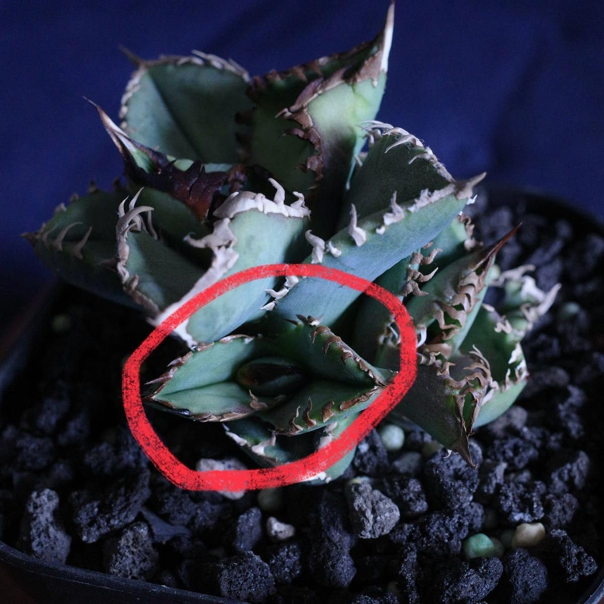 アガベ チタノタ 皇冠 子株② 未発根（検索 CJ-11 / king） 【公式通販】