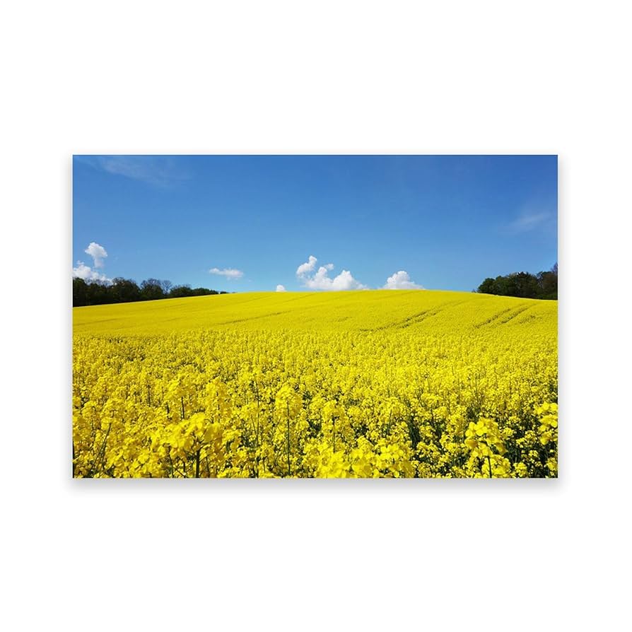 油絵 絵画【黄色い花畑】 油絵 絵画【黄色い花畑】 油絵 黄色い花畑 絵画 HR 通販