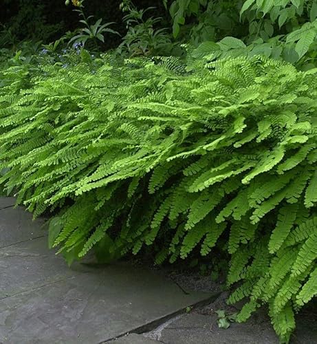 Baumschule Mrs. Sharples Pfauenradfarn Adiantum pedatum