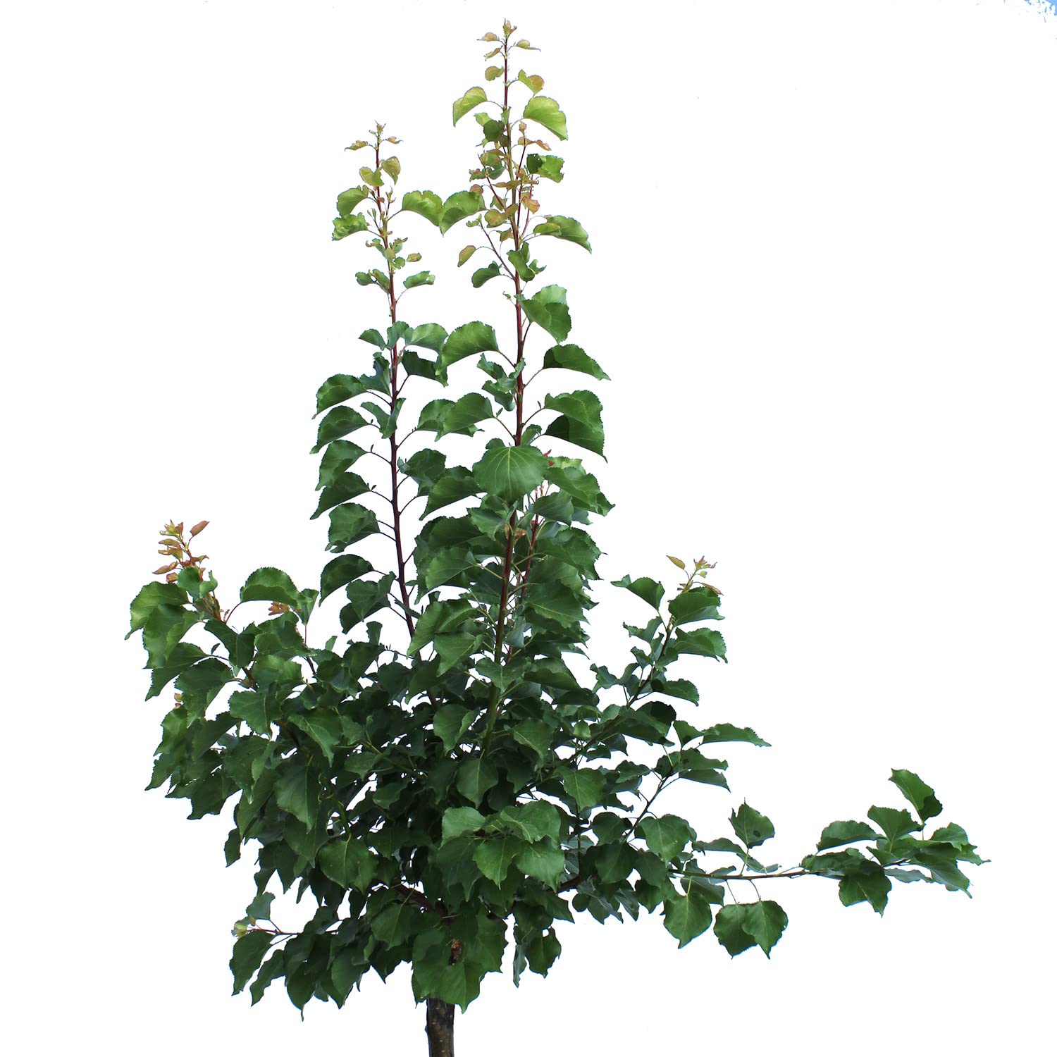 KENTIS - Albero di Albicocco - Prunus Armeniaca - Piante Vere da Esterno - Pianta da Frutto da Giardino - Vaso Ø 28 cm