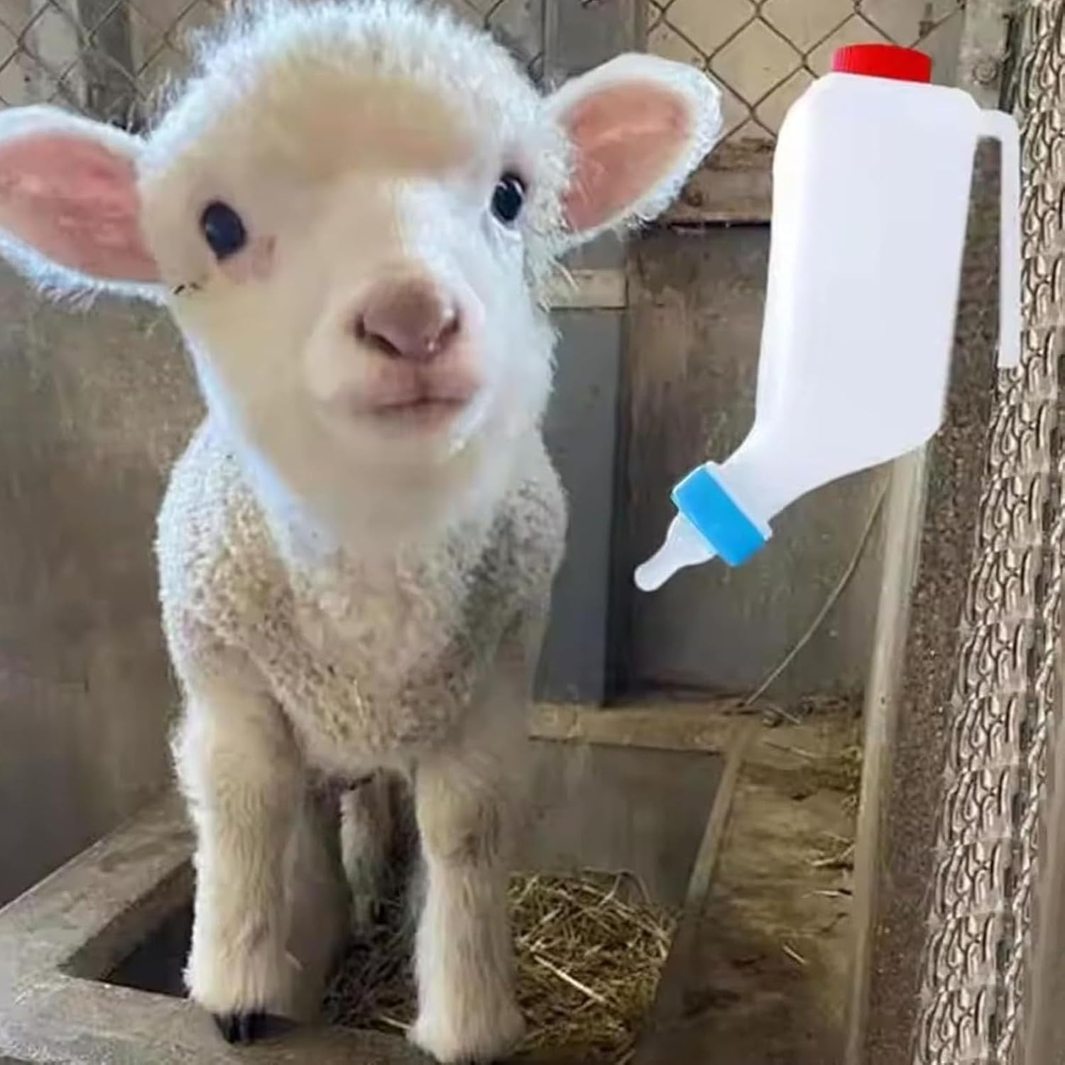 Lamb Feeding Bottle, 5 Pack 500ML Goat Milk Feeder with Hanging Hook Food Grade Plastic Nursing Bottle for Lambs Livestock