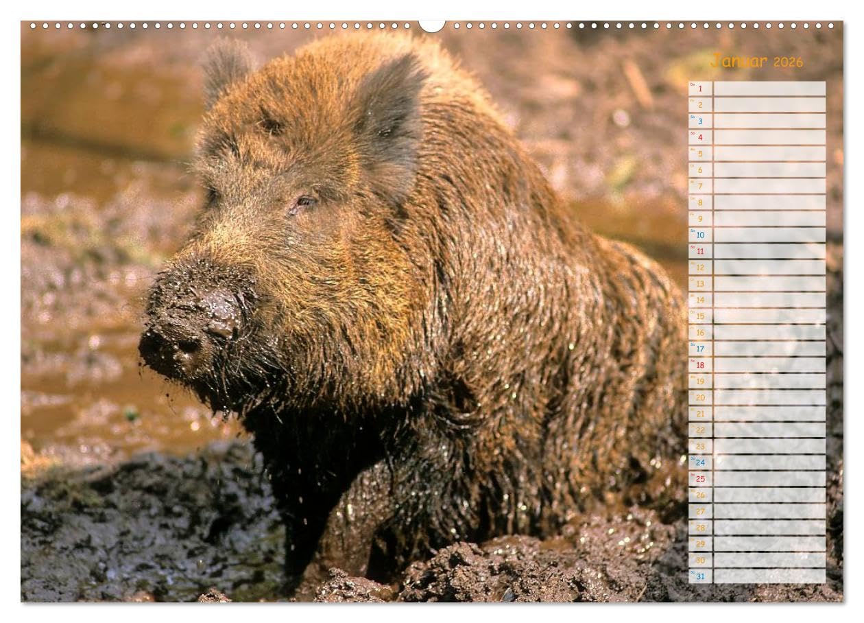 Tiere des Waldes (hochwertiger Premium Wandkalender 2026 DIN A2 quer), Kunstdruck in Hochglanz: Naturkalender mit 13 Tiermotiven (CALVENDO Tiere)