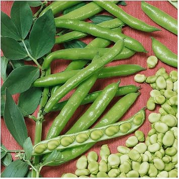 Everwilde Farms Broad Windsor Fava Bean Seeds - Thumbnail 3