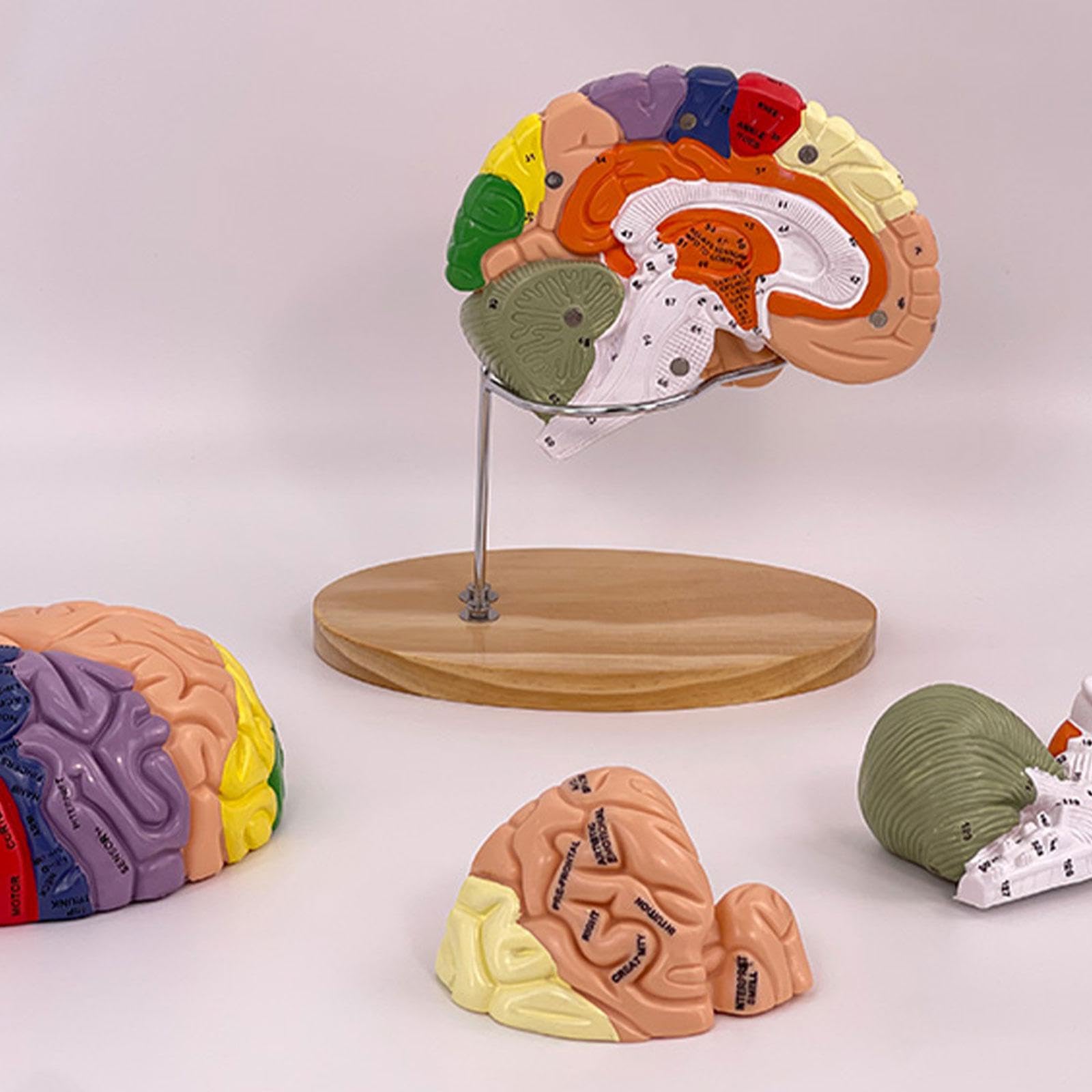 Modelo de Cerebro Humano para Aprender a enseñar tamaño Doble ampliado con áreas funcionales Desmontables para Estudio de anatomía Estudio en el