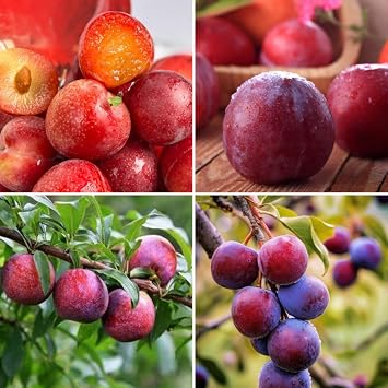 Plum Tree Seeds Prunus salicina 150pcs - Non-GMO Heirloom Fruit Tree, Sweet Juicy Fruits & High Yield, Easy Growing for Garden