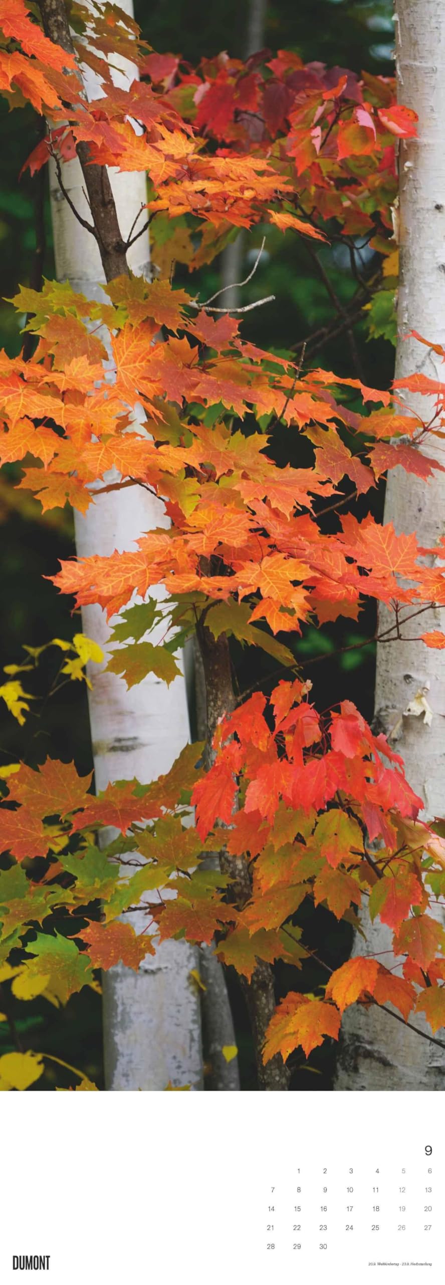 DUMONT - Alberi 2026 – Calendario da parete King-Size 34×98 cm con 12 fotografie di alberi di tutto il mondo, calendario della natura per gli amanti della natura e degli alberi: Trees