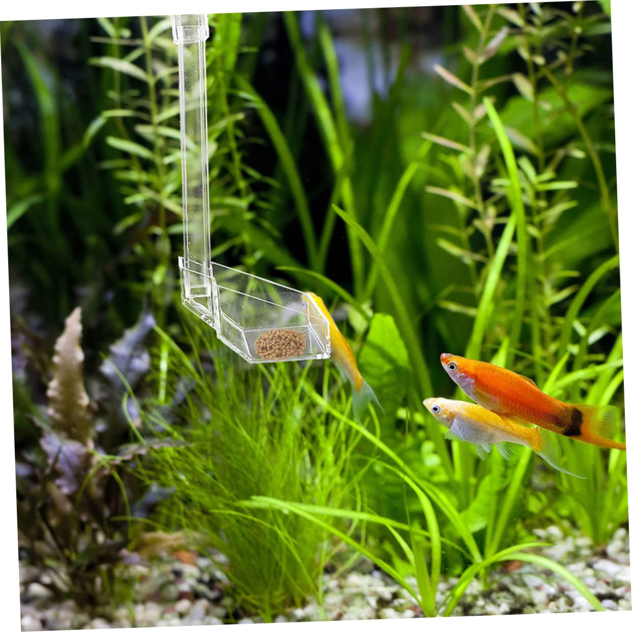 Kisangel 2piezas Alimentador De Acuario Colgante para Camarones Dispositivo De Alimentación Práctico para Peces y Camarones Tanques De Acuario