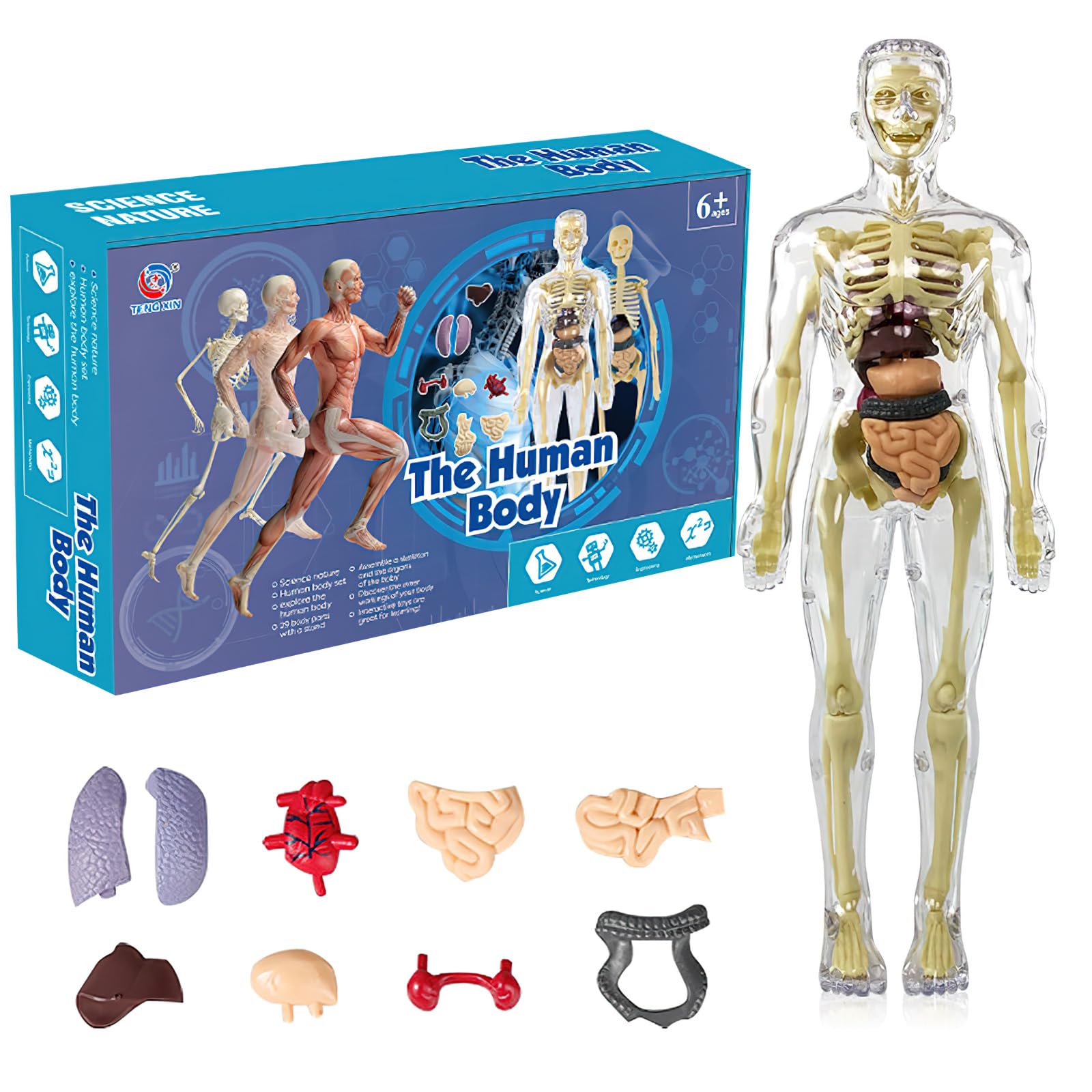 Anatomiczny model tułowia 3D, szkielet ludzkiego ciała, model edukacyjny dla dzieci, przedszkolna