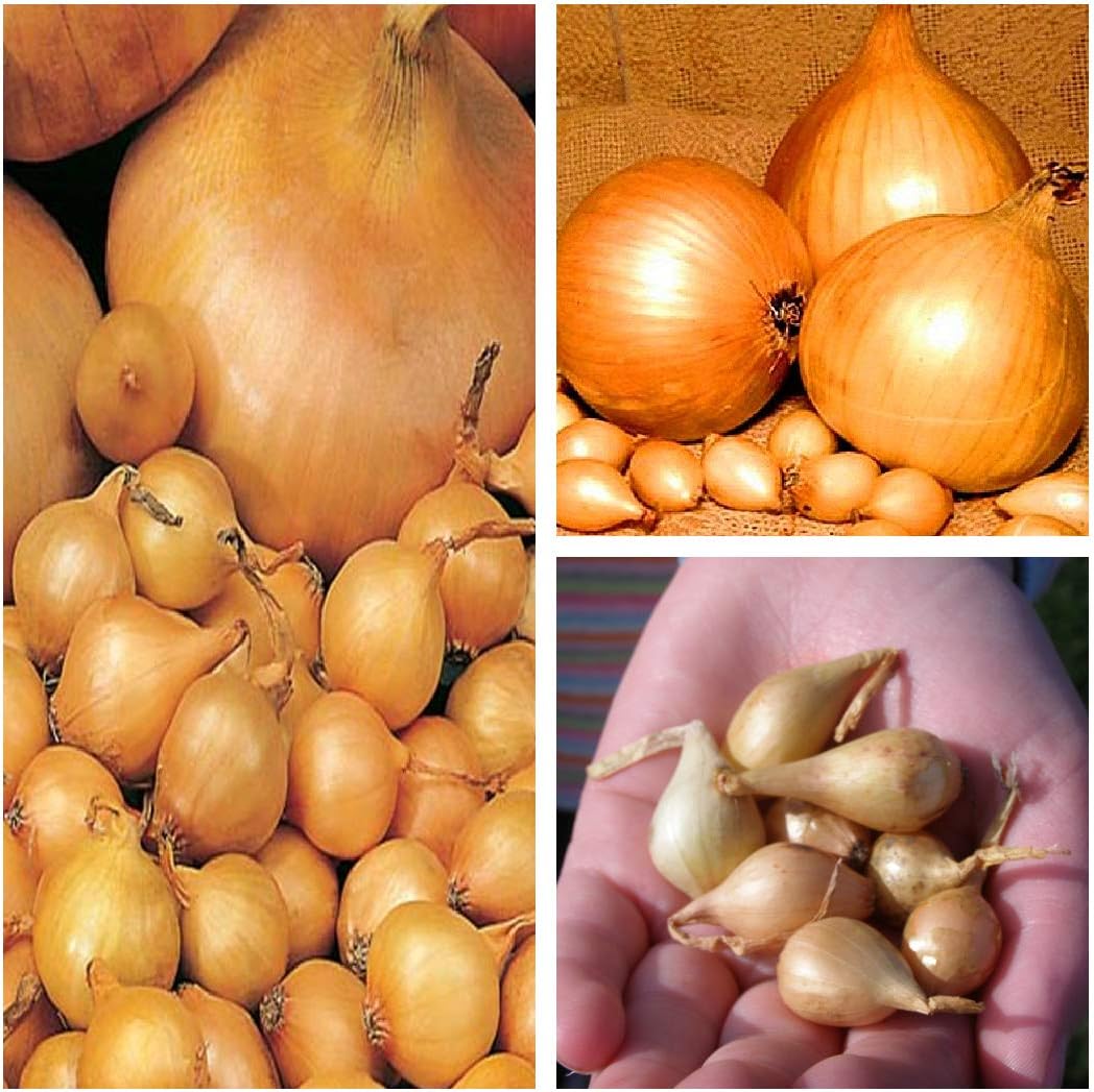 Winter Onion Sets Centurion 100 Sets The Easiest and Fastest Way to