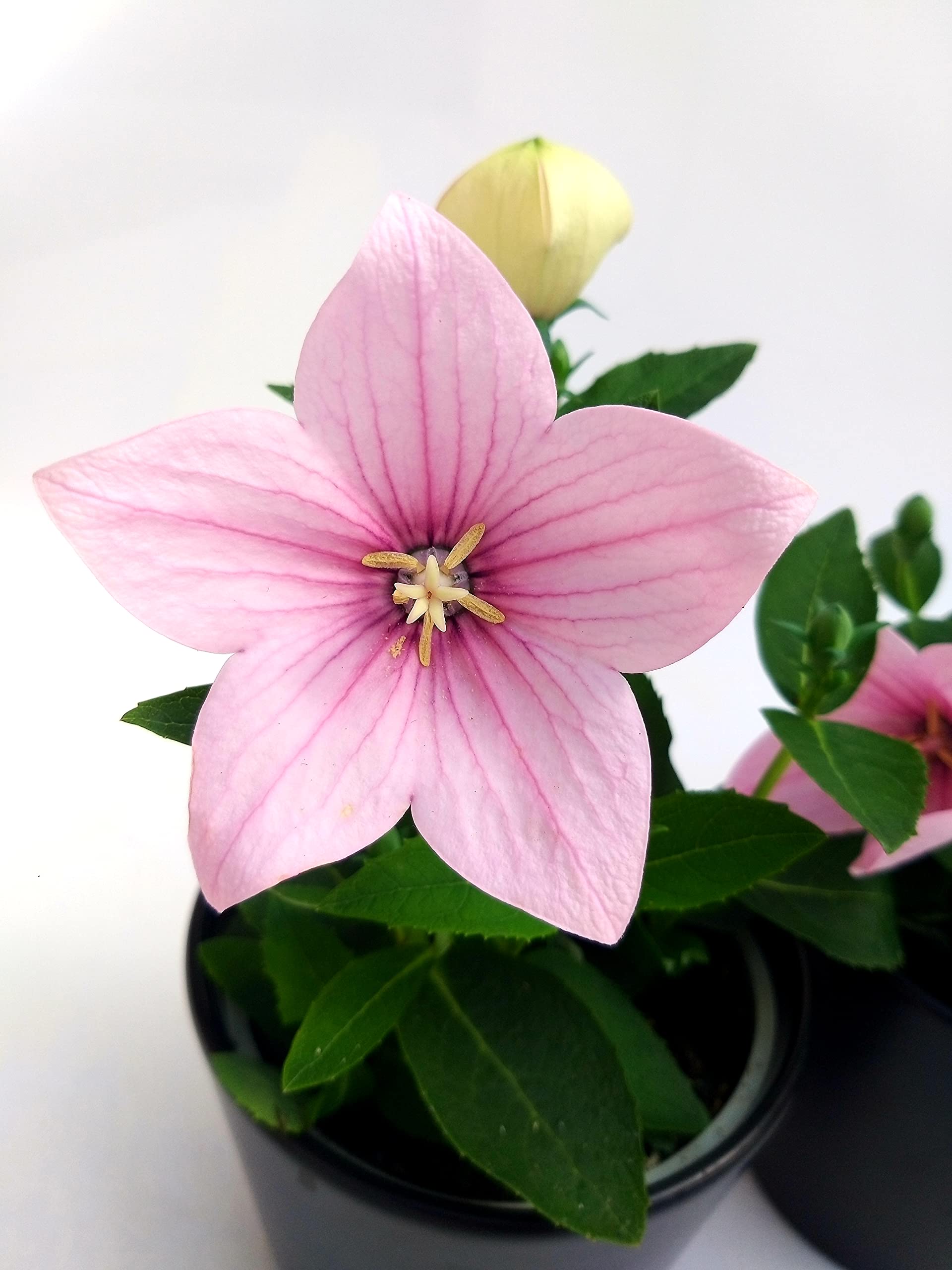 POWERS TO FLOWERS - PLATYCODON TRICOLORE BLU - ROSA - BIANCO, 3 PIANTE, piante vere