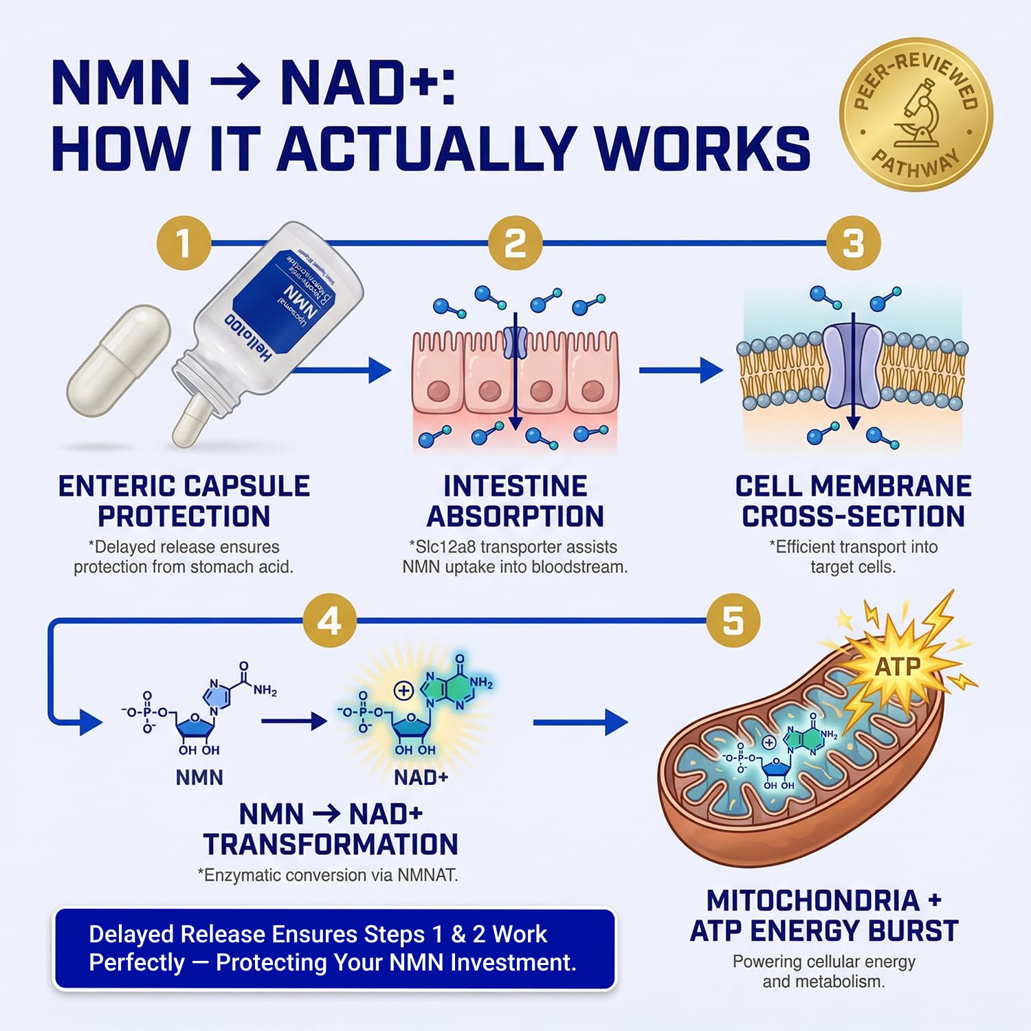 NMN Supplement 500mg, Pure NAD+ Booster Capsules, Delayed Release — Amazon image 4