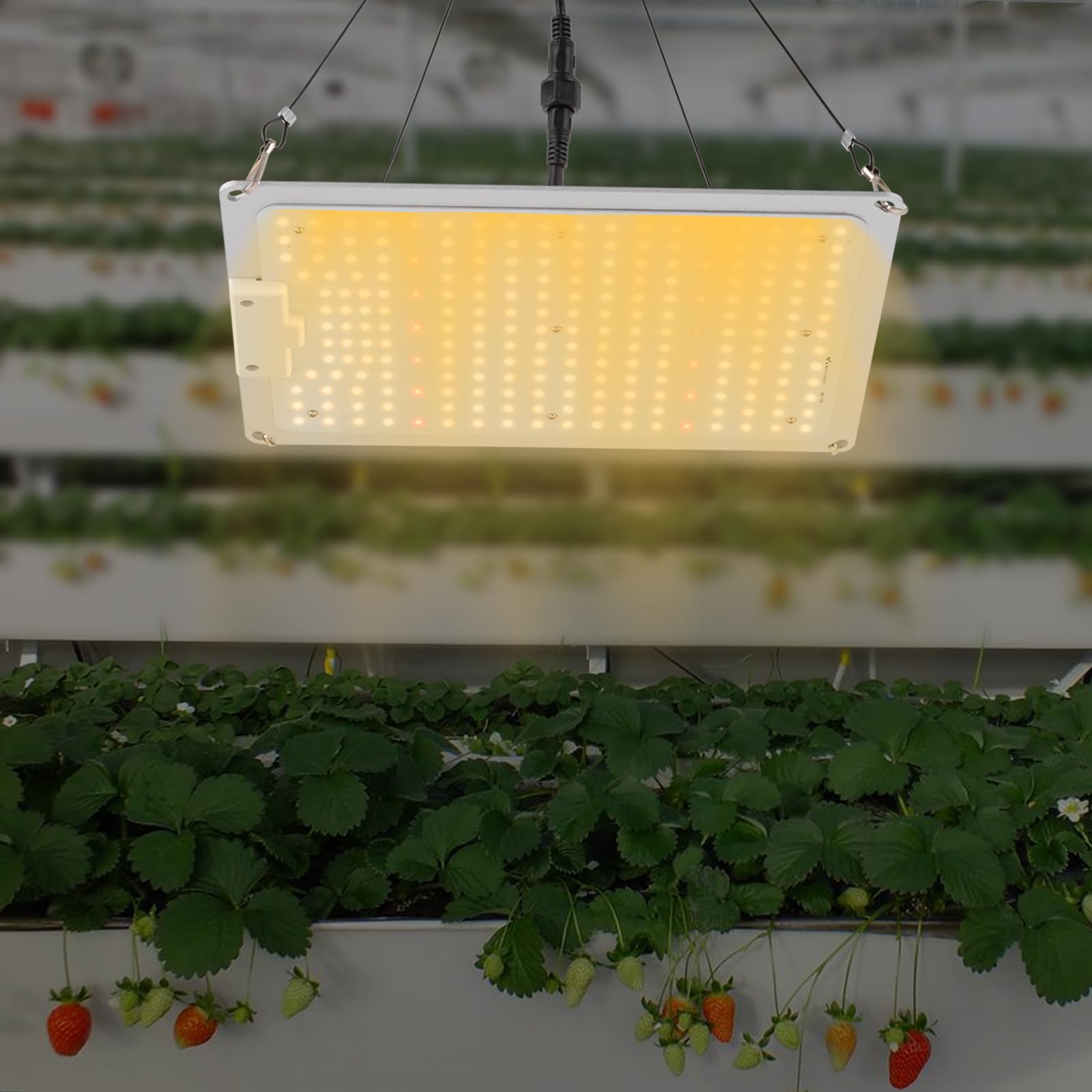 LED élèvent le spectre complet de plante d'intérieur commerciale légère for les plantes à fleurs serre Veg, Refroidissement silencieux