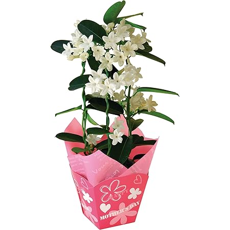 Amazon Co Jp 花のギフト社 母の日 マダガスカルジャスミン 花鉢 鉢花 鉢植え プレゼント 花 鉢 フラワーギフト Diy 工具 ガーデン