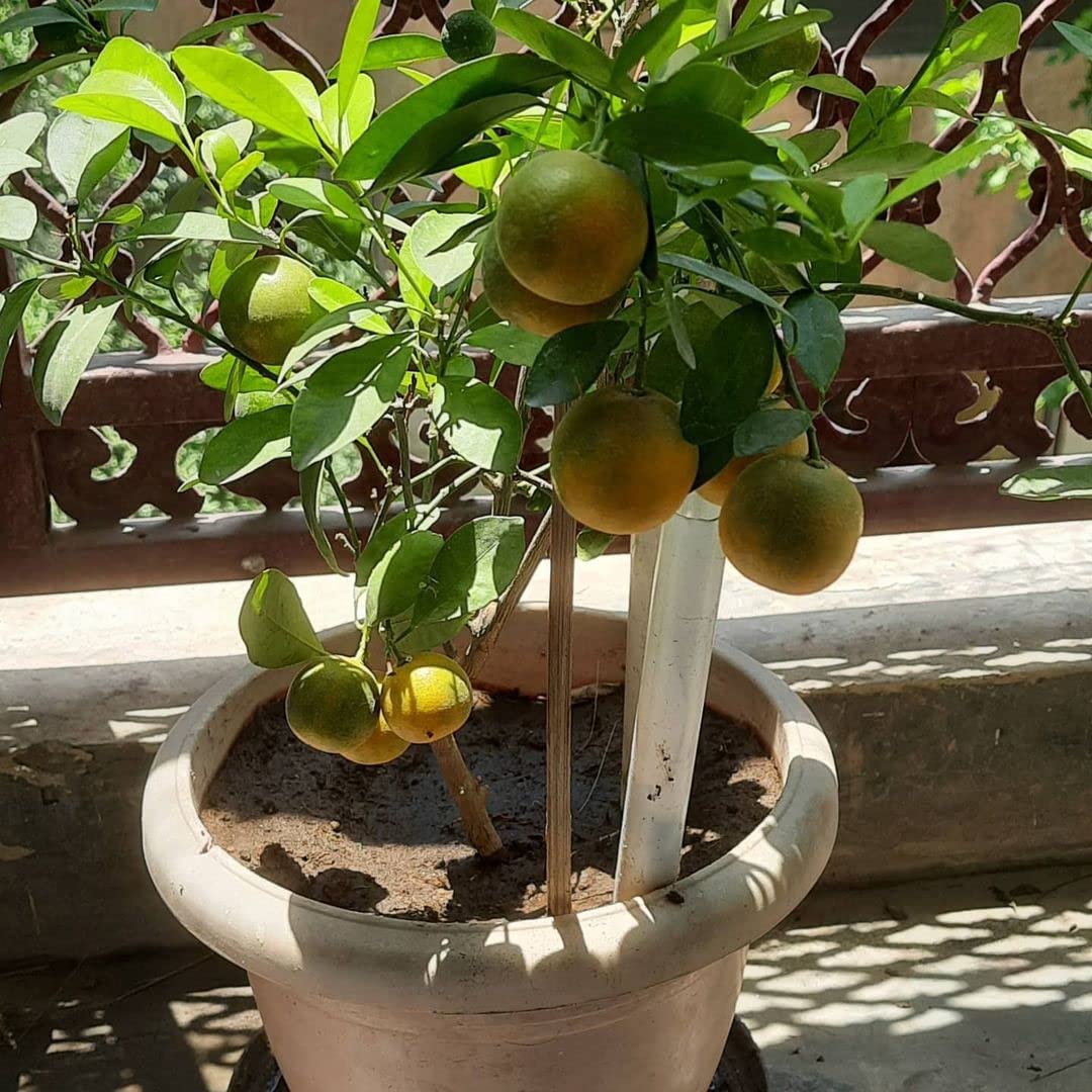 Mphmi Live Plant Nursery NCR Plants Live Healthy Fruit Nimboo Shahi Sharbati (Grafted) - Lemon Plant Lime, Citrus (B0BWVW7DYG) Amazon Price History, Amazon Price Tracker