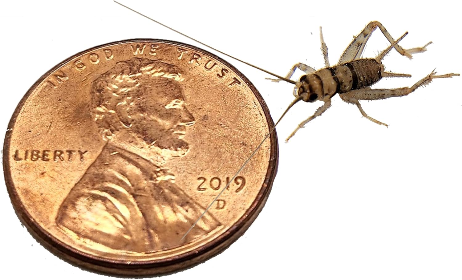 Josh's Frogs 1/4" Banded Crickets (1000 Count)
