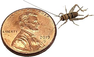 Josh's Frogs 1/4" Banded Crickets (250 Count)