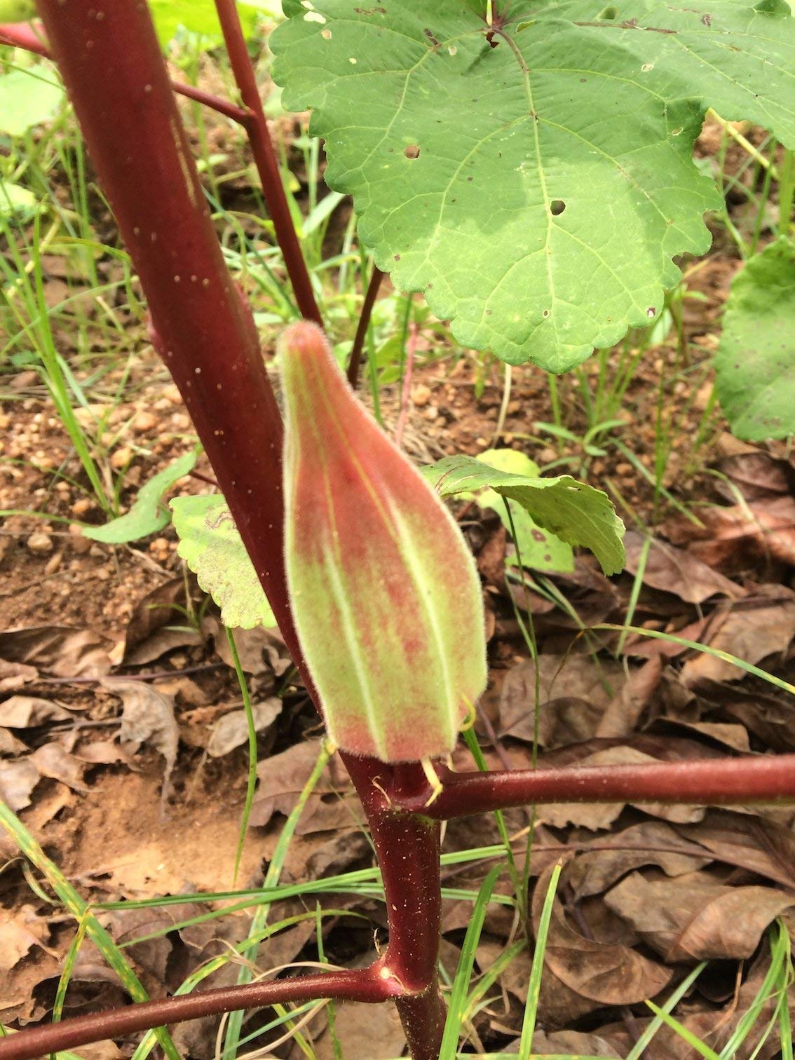 Vibex-® LXI-536-Hill Country Heirloom Red Okra Red Ladies Finger Seeds (B08RDDVLT5) Amazon Price History, Amazon Price Tracker