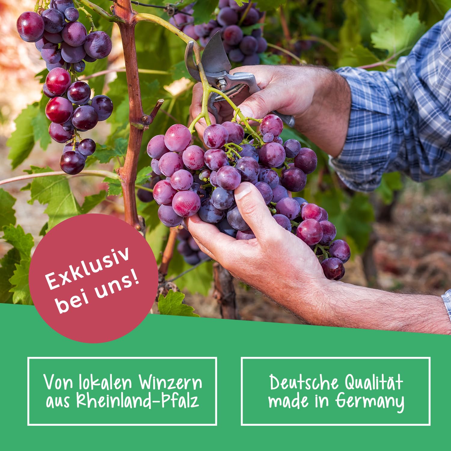 GRAVURZEILE Weinflasche Riesling Tandem - Rosé Wein (trocken) vom Weingut Müller von der Saar - (6 x 0.75 l) - Süß und leicht - Schönes Geschenk für Weinkenner und Weingenießer