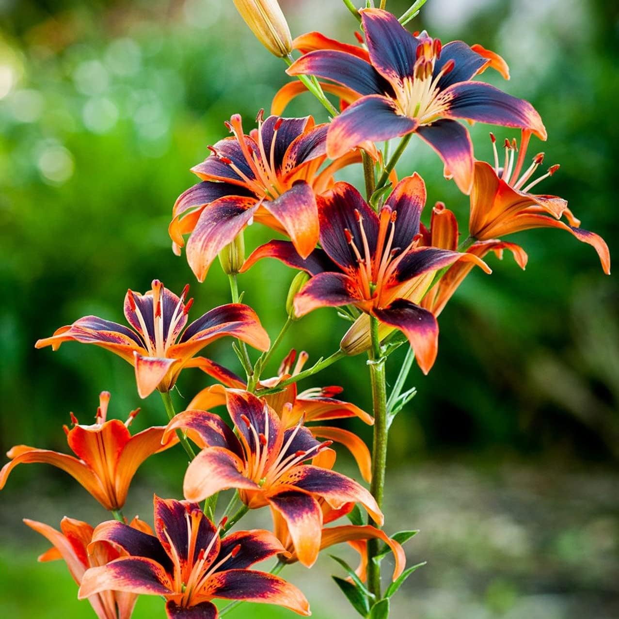 lily lilies-zelmira_1200x1200.jpg?v