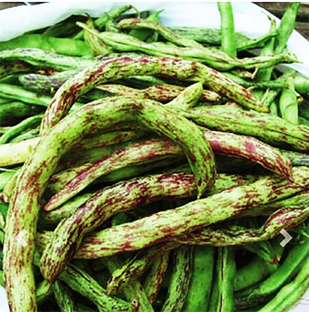 Rattlesnake Bean Seeds 20 Large Bean Seeds Marde Ross