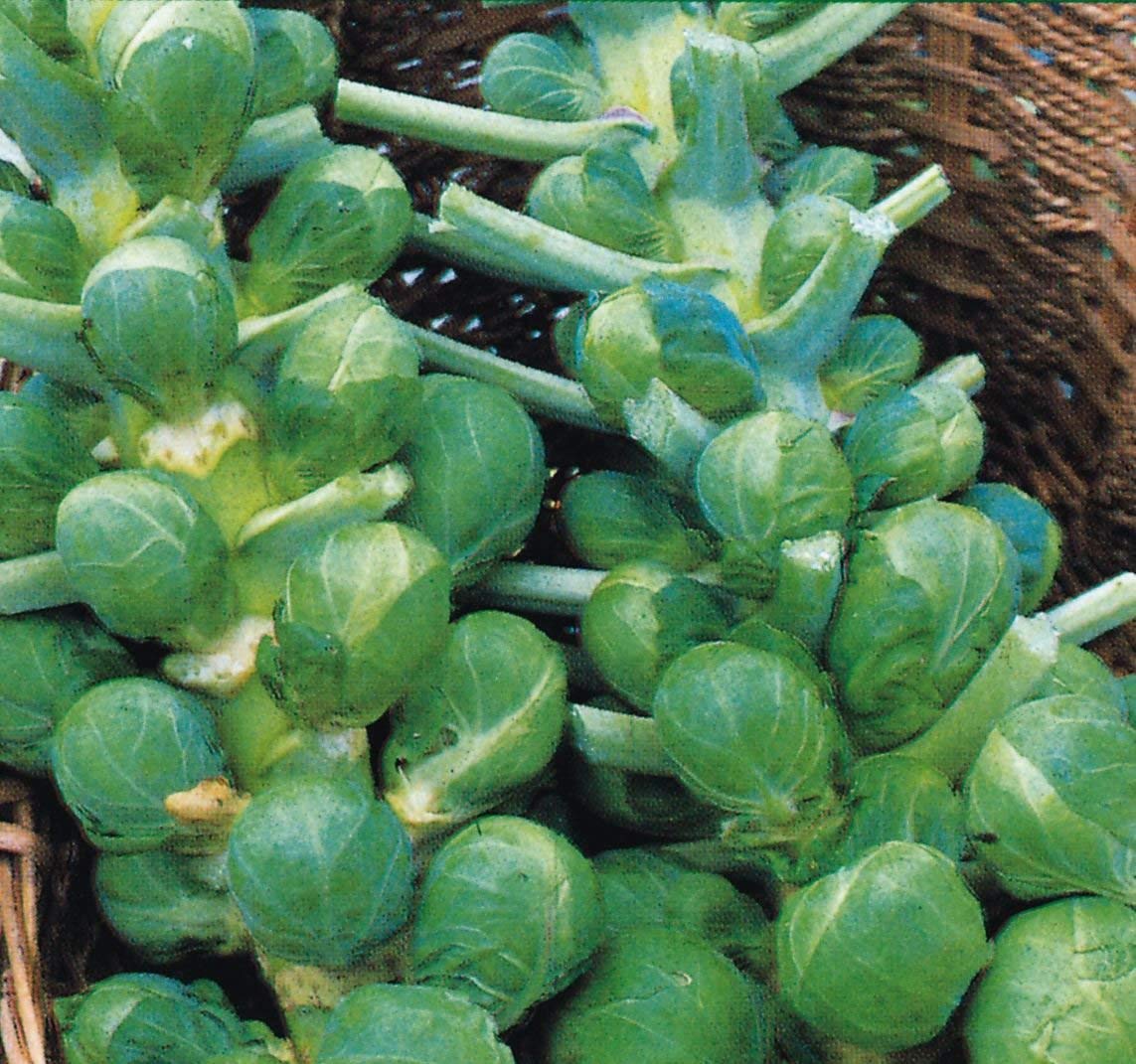 Bolly Bulbs® - Brussels Sprouts 'Darkmar 21' (100 Seeds)