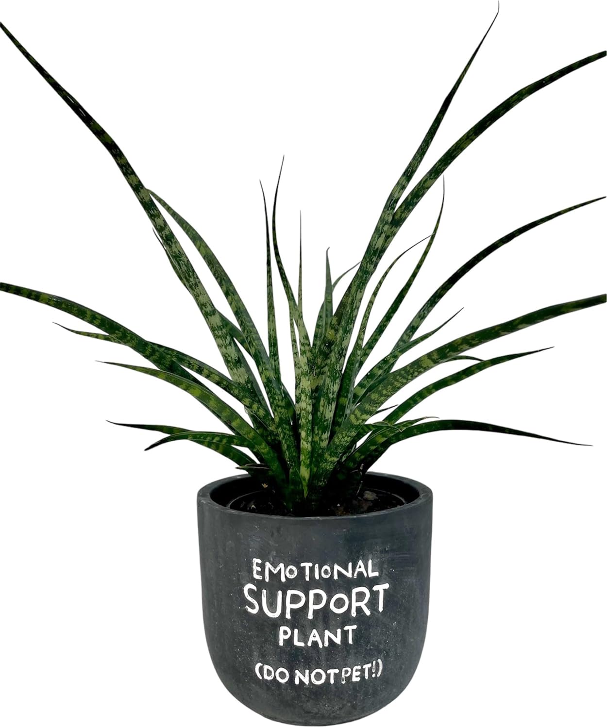 Sansevieria Fernwood Mikado Live Indoor Plant in 5 in. Chalkboard Pot (Oh, The Places You'll Grow!)
